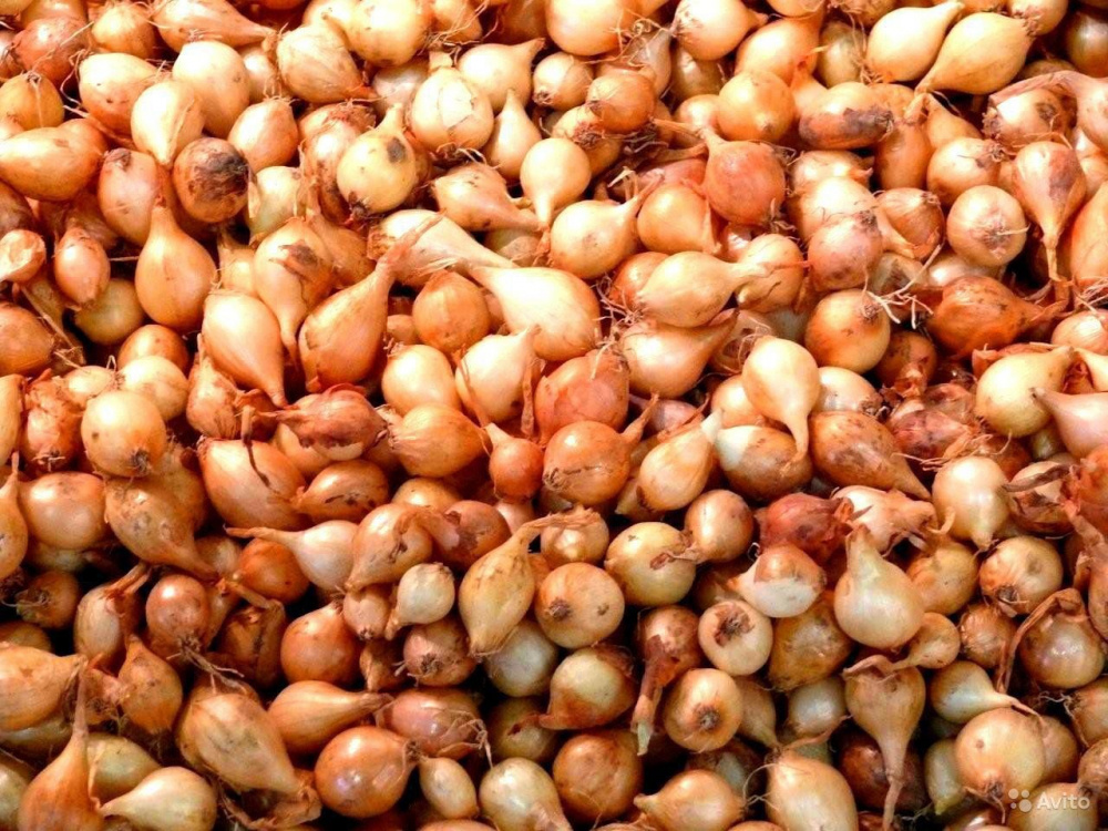 Лук севок центурион. Лук-севок штутгартер ризен. Лук севок бессоновский. Штутгарт севок. Лук севок штутгартен ризен.