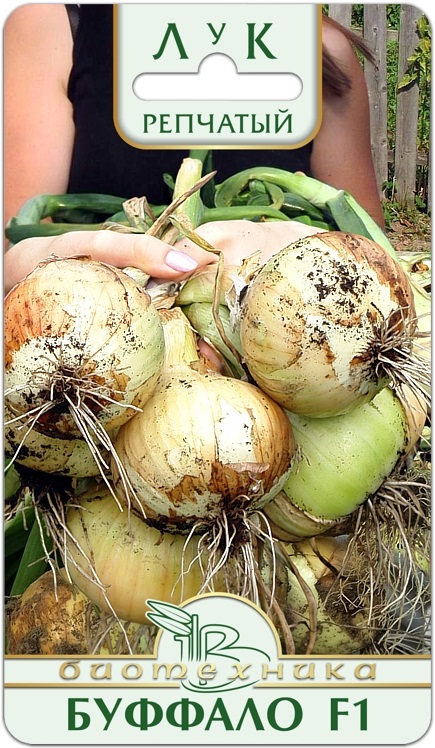 Семена Лук репчатый Буффало F1, 100 шт - фото