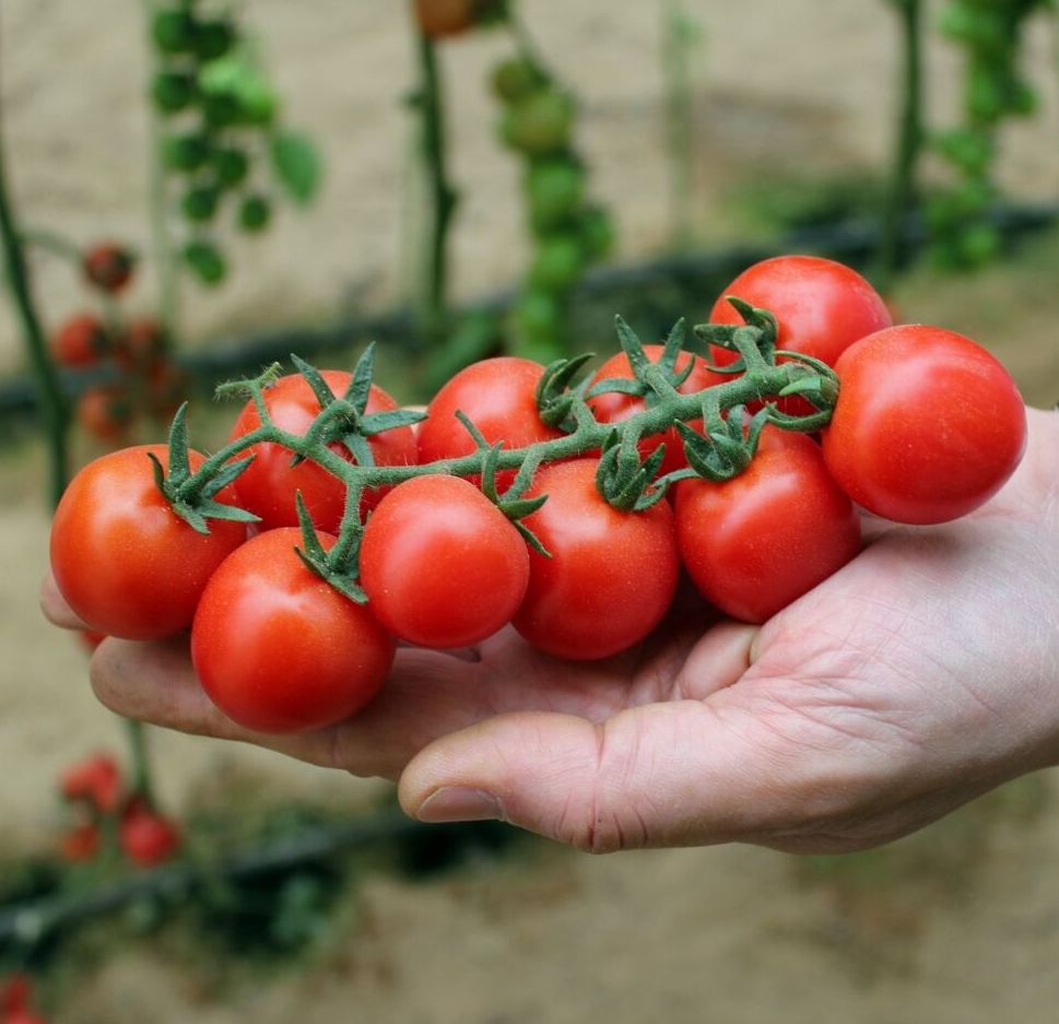 Семена Томат Черри Блоссом F1, 10 шт - фото