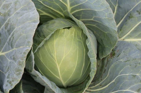 Семена Капуста Гепард F1, 20 шт - фото