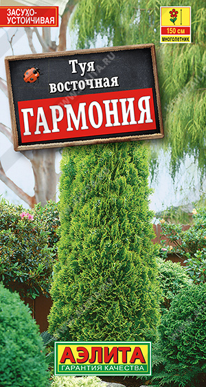 Семена Туя восточная Гармония, 8 шт - фото