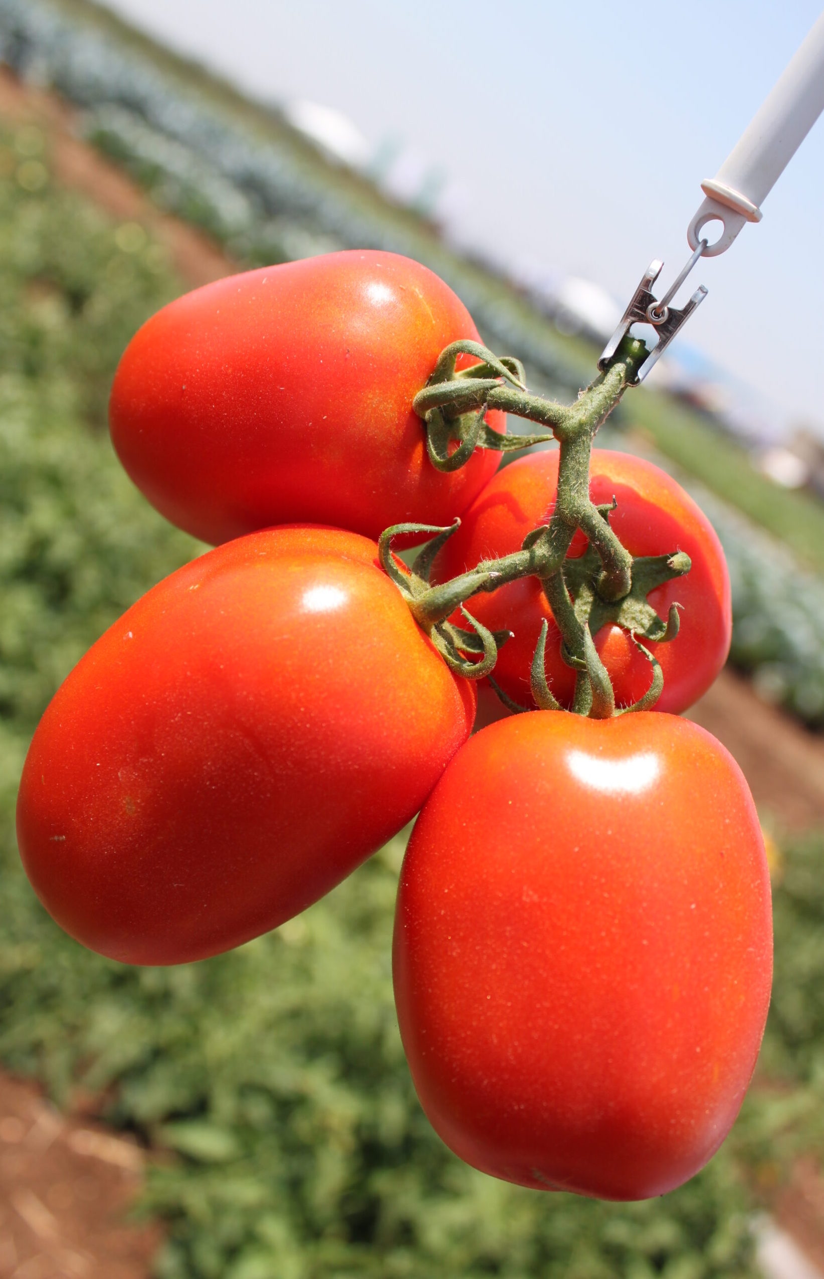 Семена Томат Галилея F1, 1000 шт - фото