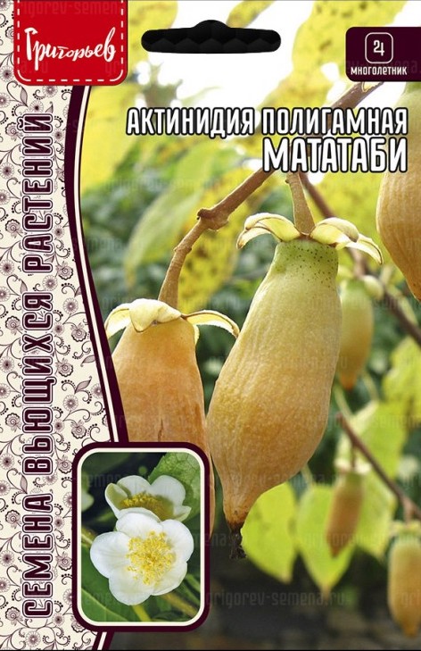 Семена Актинидия Мататаби полигамная, 20 шт - фото