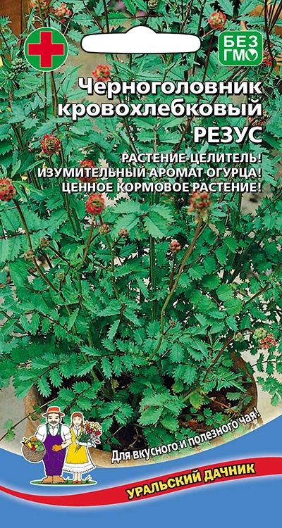 Семена Черноголовник кровохлебковый Резус, 15 шт - фото