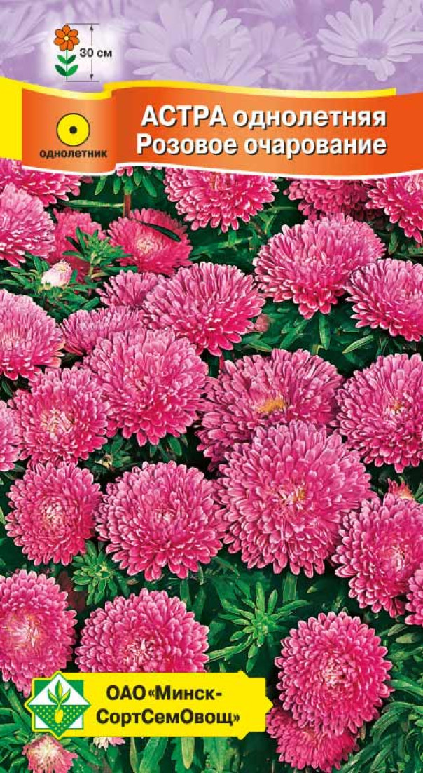 Семена Астра Карликовая Розовое очарование, 0,3 г - фото