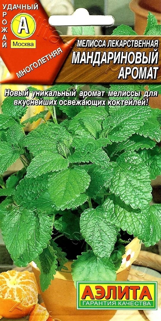 Семена Мелисса Мандариновый аромат, 5 шт - фото
