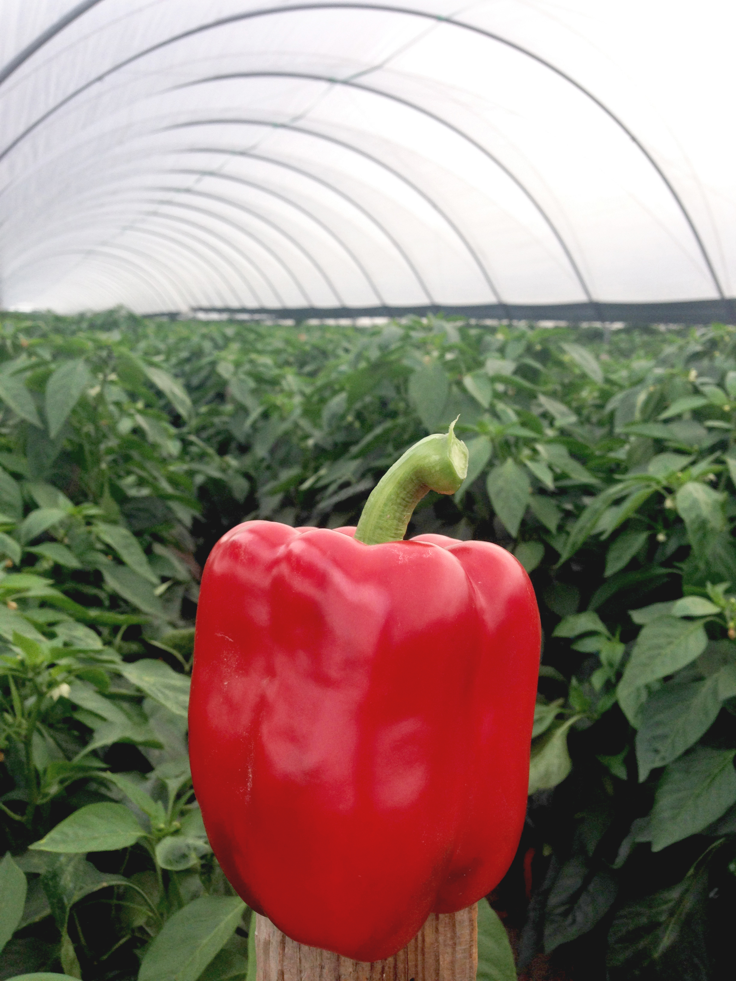 Семена Перец Амарок F1, 1000 шт - фото