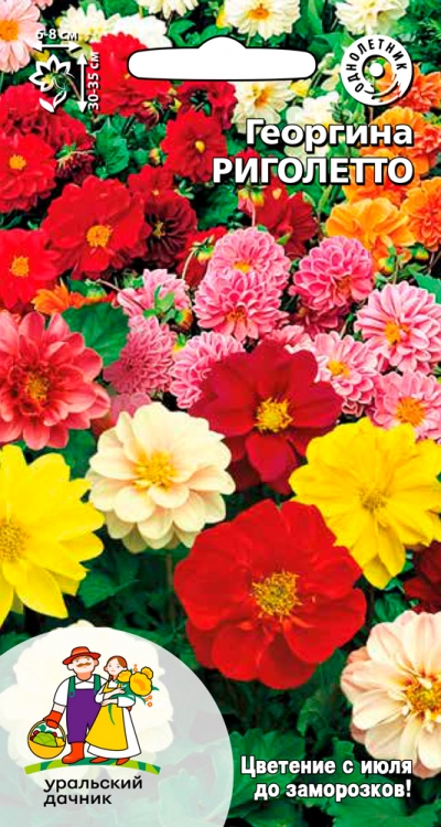 Семена Георгина Риголетто, 0,2 г УД - фото
