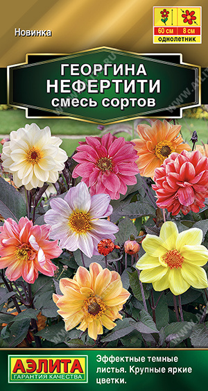 Семена Георгина Нефертити смесь сортов, 0,3 г - фото
