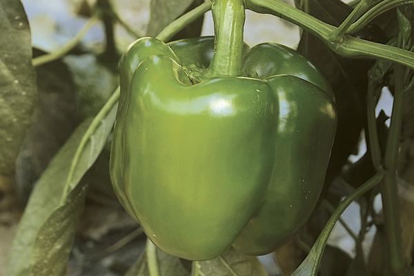 Семена Перец Юпитер F1, 20 шт - фото, картинка Семена Перец Юпитер F1, 20 шт - фото