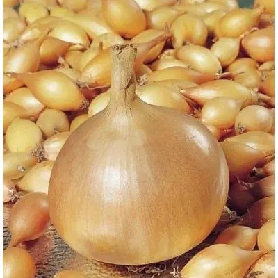 Лук-севок Радар 21-24 мм, 500 г - фото