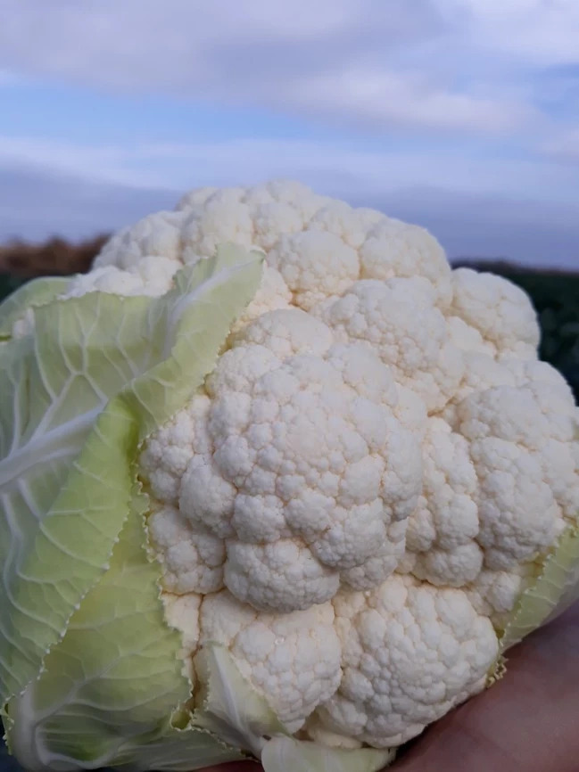 Семена Капуста цветная Ардент F1, 20 шт - фото