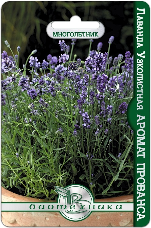 Семена Лаванда узколистная Аромат Прованса, 20 шт - фото