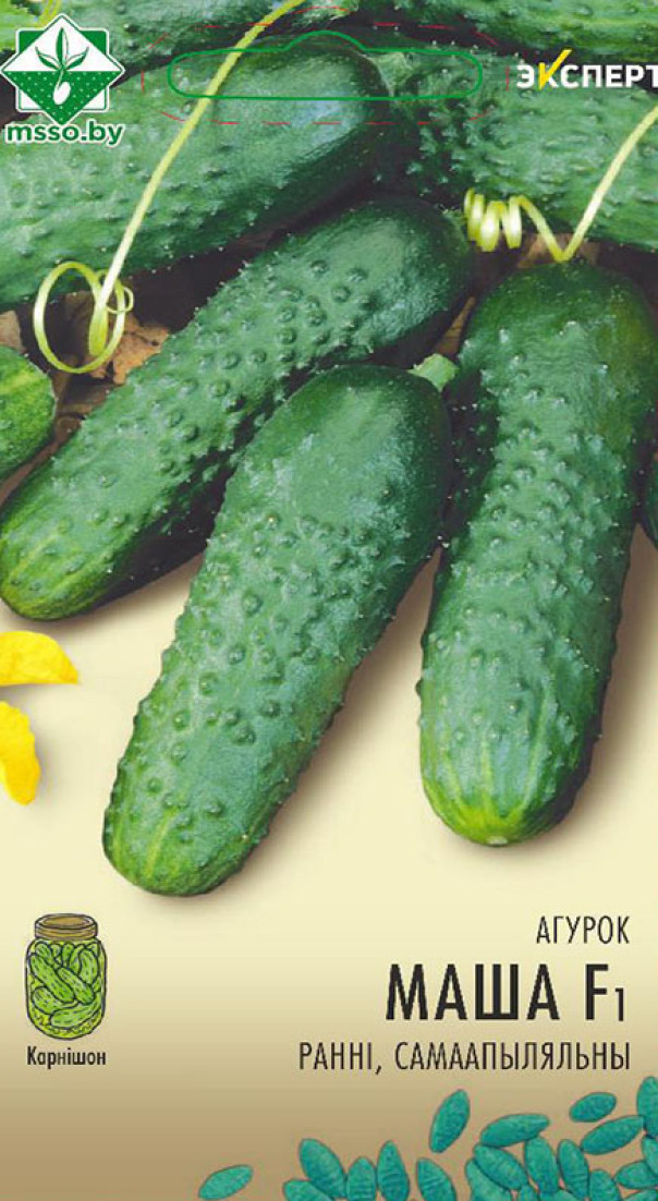 Семена Огурец Маша F1, 7 шт (Эксперт) - фото