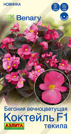 Семена Бегония вечноцветущая Коктейль F1 текила, 7 шт - фото