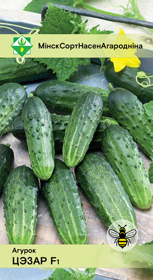 Семена Огурец Цезарь F1, 0,6 г - фото