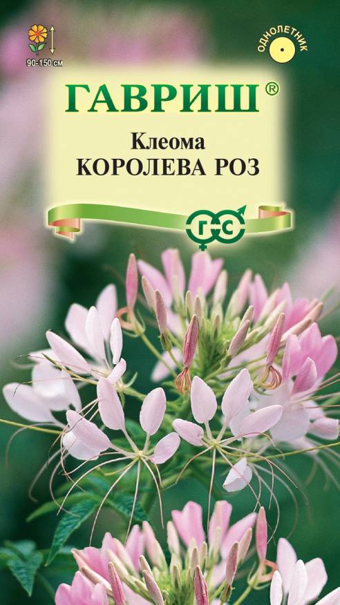 Семена Клеома Королева роз, 0,2 г - фото