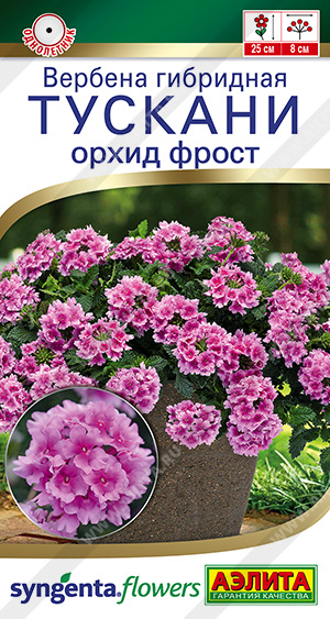 Семена Вербена Тускани орхид фрост, 5 шт - фото