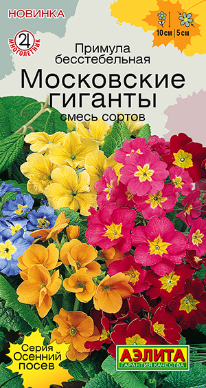 Семена Примула Московские гиганты смесь сортов, 0,03 г - фото