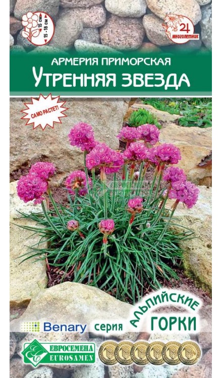Семена Армерия приморская Утренняя звезда, 5 шт - фото