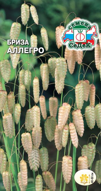 Семена Бриза Аллегро, 0,5 г - фото
