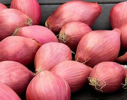 Лук-севок Розанна 14-21 мм, 500 г - фото