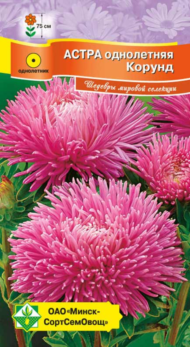 Семена Астра Ювелирная Корунд, 0,15 г - фото