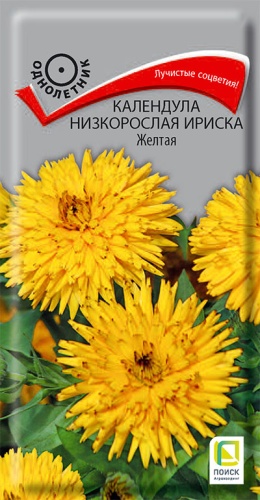 Семена Календула низкорослая Ириска Желтая, 10 шт - фото