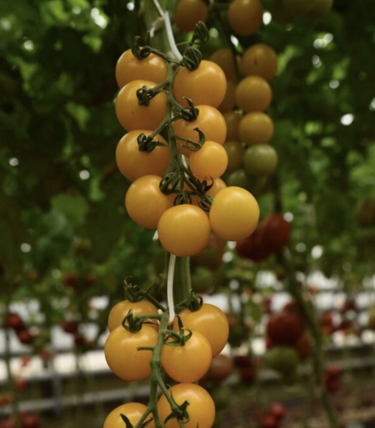 Семена Томат Аксамит F1, 5 шт - фото
