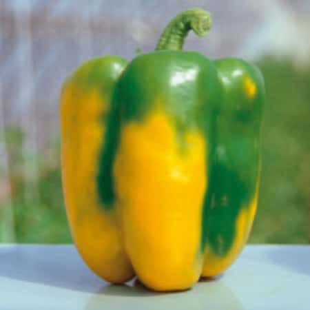 Семена Перец Идеальный гибрид, 10 шт - фото