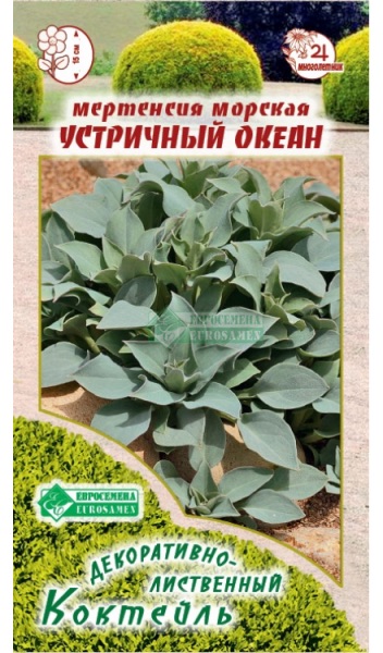 Семена Мертензия приморская Устричный Океан, 5 шт - фото