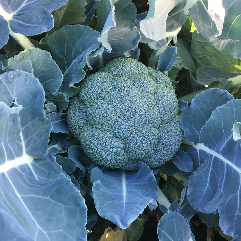 Семена Капуста брокколи Вавилон F1, 2500 шт - фото