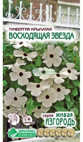 Семена Тунбергия крылатая Восходящая Звезда,10 шт - фото