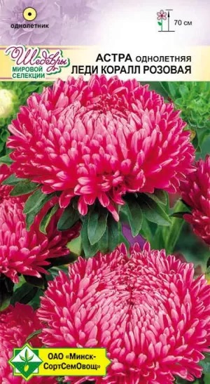 Семена Астра Леди Коралл Розовая, 0,1 г - фото
