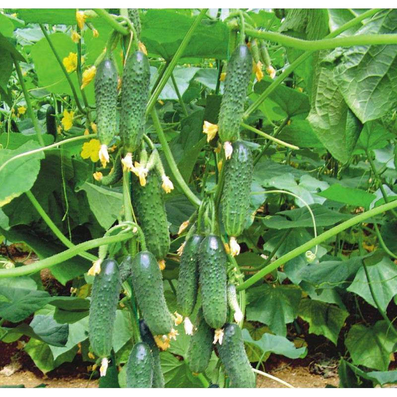Семена Огурец Эльвинара F1, 10 шт - фото