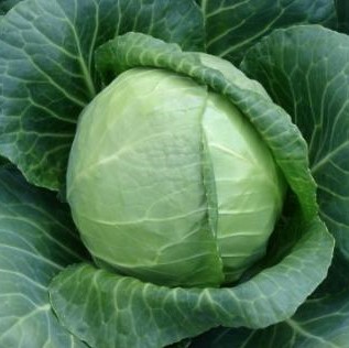 Семена Капуста Сунта F1, 20 шт - фото