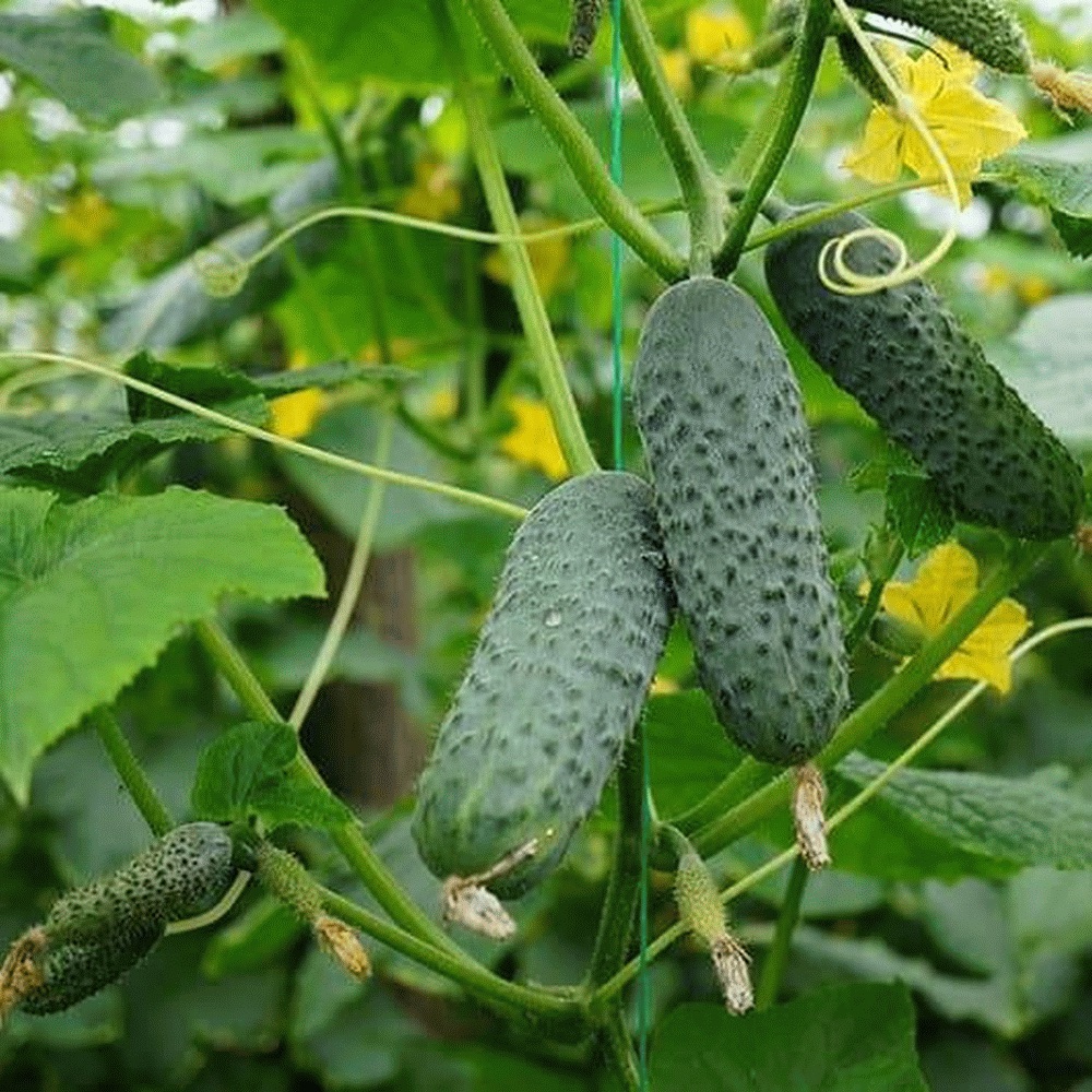 Семена Огурец Маринда F1, 10 шт - фото