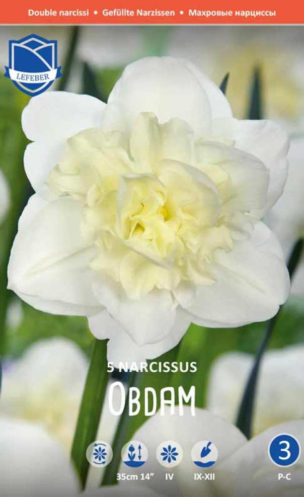Нарциссы Obdam (Lefeber), 1 шт - фото