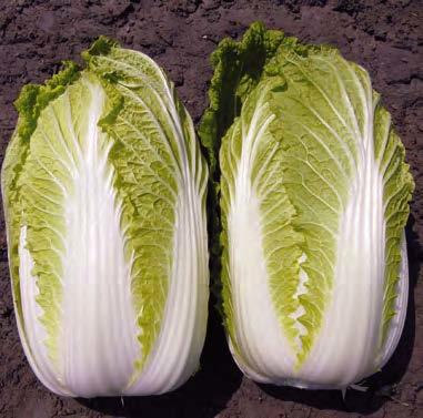 Семена Капуста пекинская Кисеки F1, 20 шт - фото