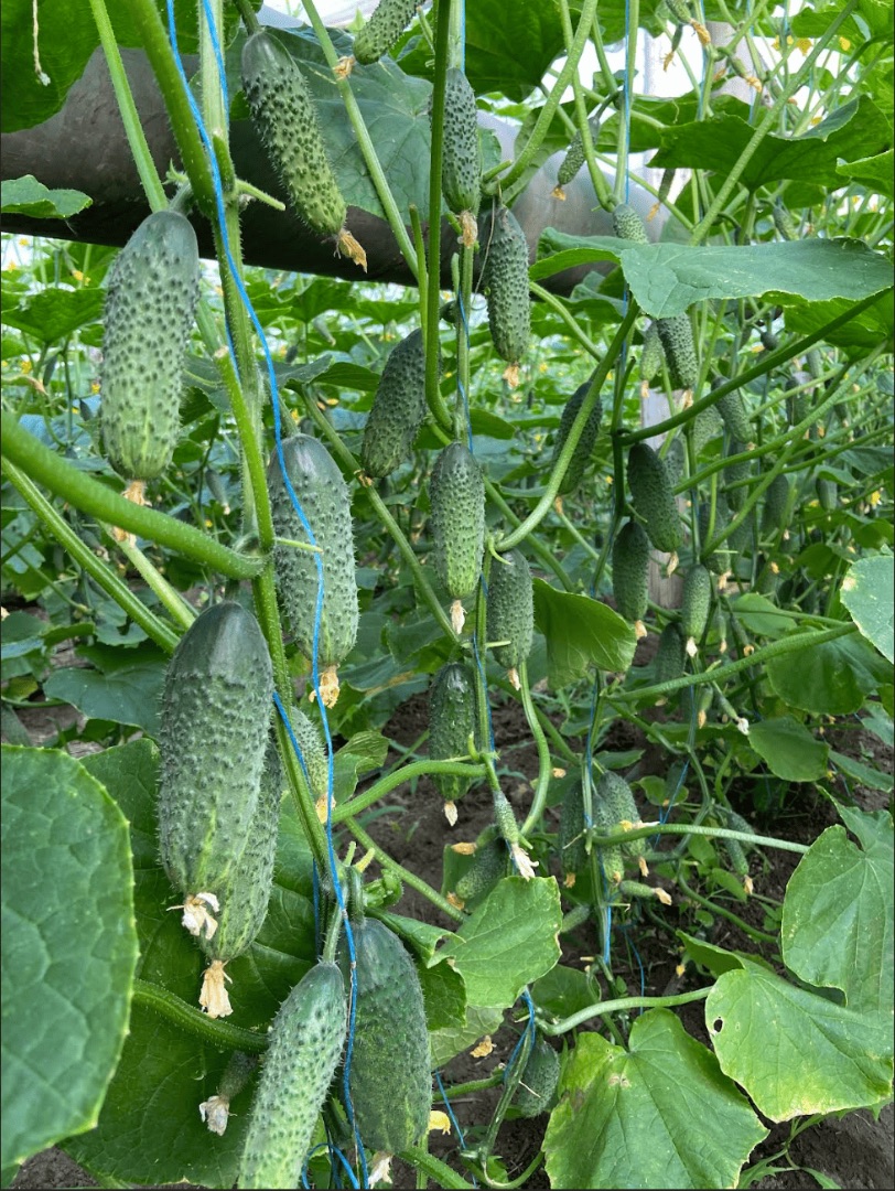 Семена Огурец Америго F1, 10 шт - фото