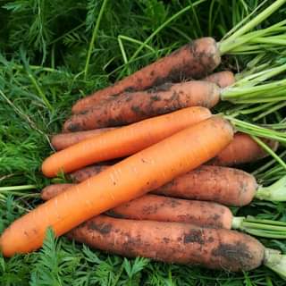 Семена Морковь Полидор F1, 1 г - фото