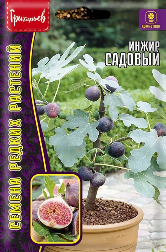 Семена Инжир Садовый (Фиговое дерево), 150 шт - фото