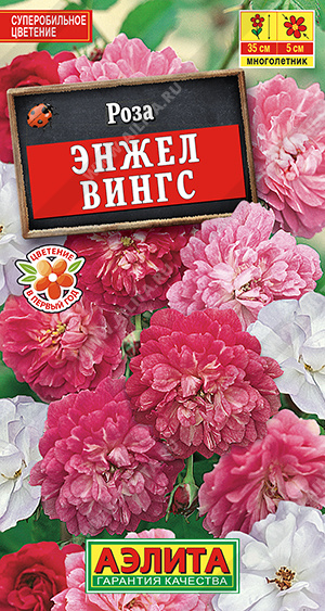 Семена Роза китайская Энжел Вингс, 10 шт - фото