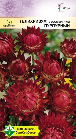 Семена Гелихризум прицветниковый Пурпурный, 0,2 г - фото