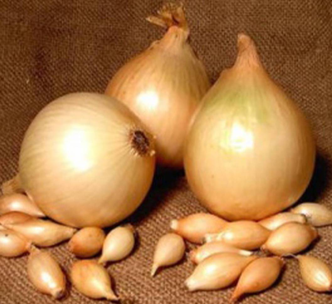 Лук-севок Центурион 10-21 мм, 500 г - фото