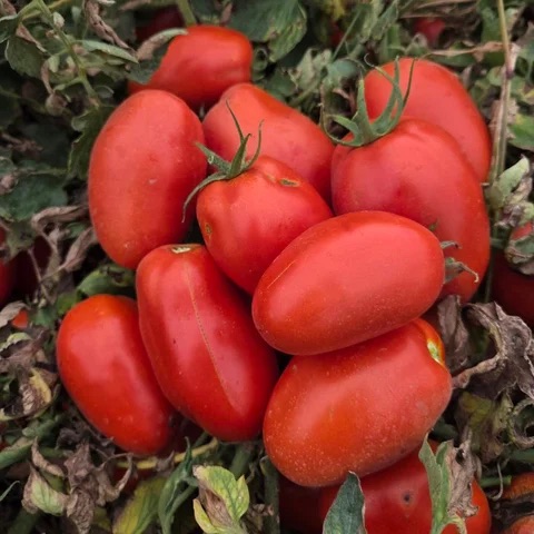 Семена Томат Вистула F1, 20 шт - фото