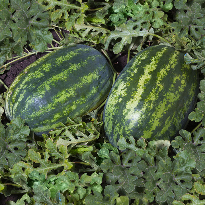 Семена Арбуз Шейни F1, 10 шт - фото