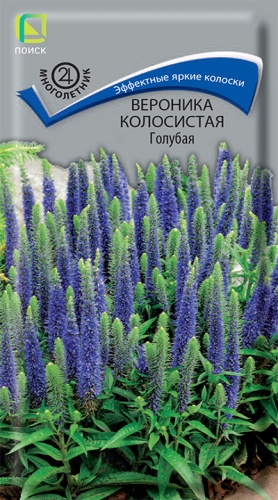 Семена Вероника колосистая Голубая, 0,1 г - фото