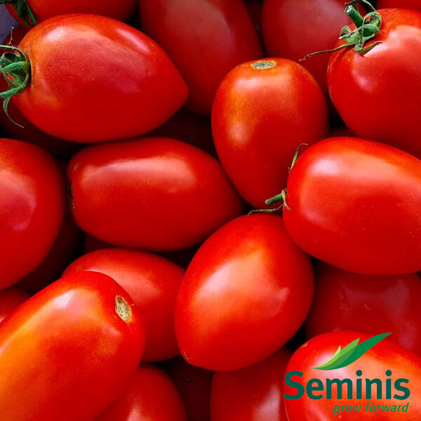 Семена Томат Велоз F1, 20 шт - фото