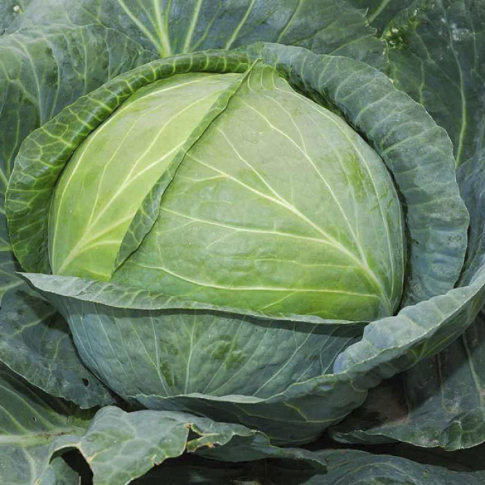 Семена Капуста Атрия, 50 шт - фото